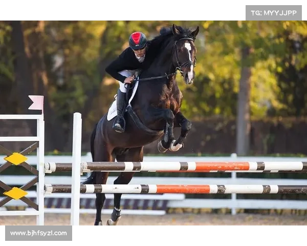 金伯乐马术比赛